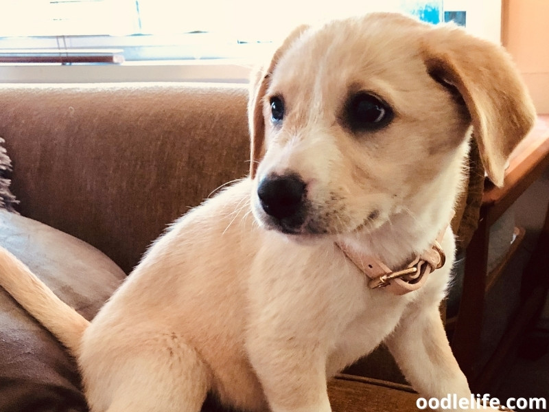 Borador puppy