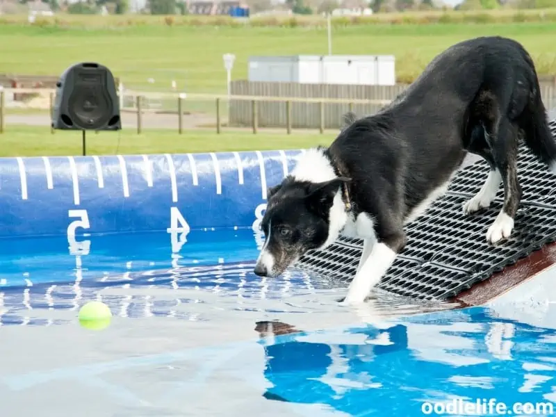 Border Collie and ball