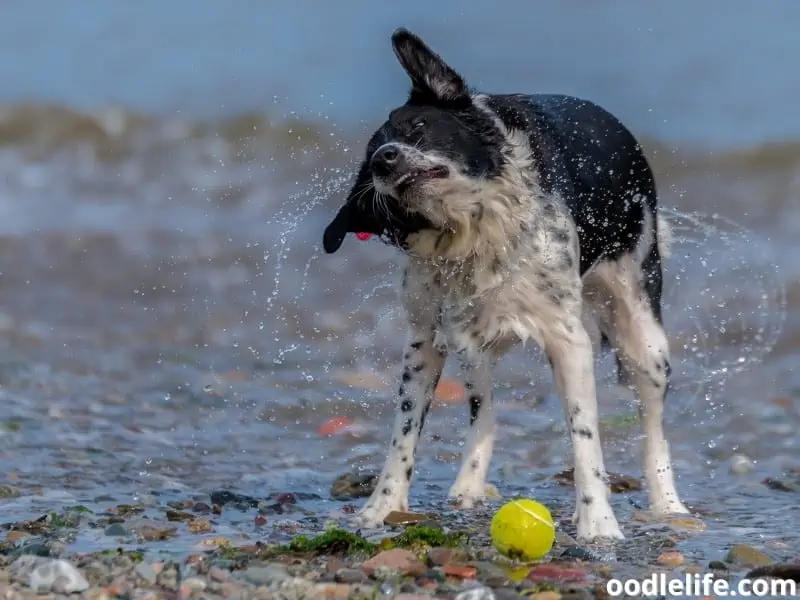 Border Collie and shaking