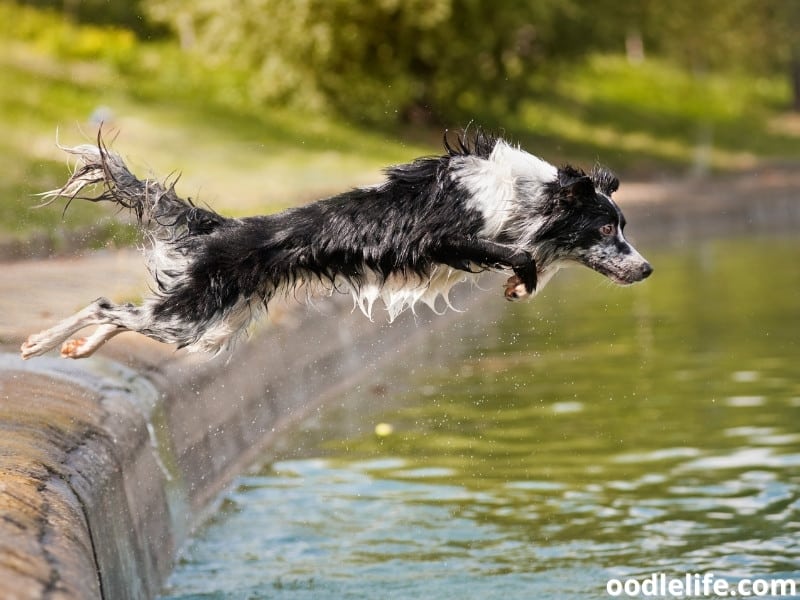Border Collie and water