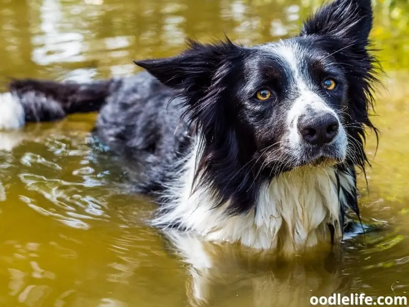 Border Collie river