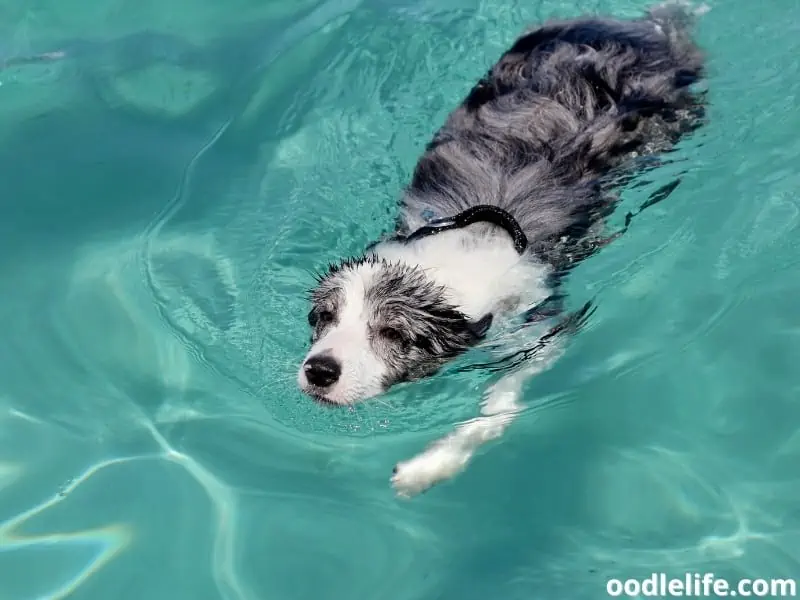 Border Collie swims