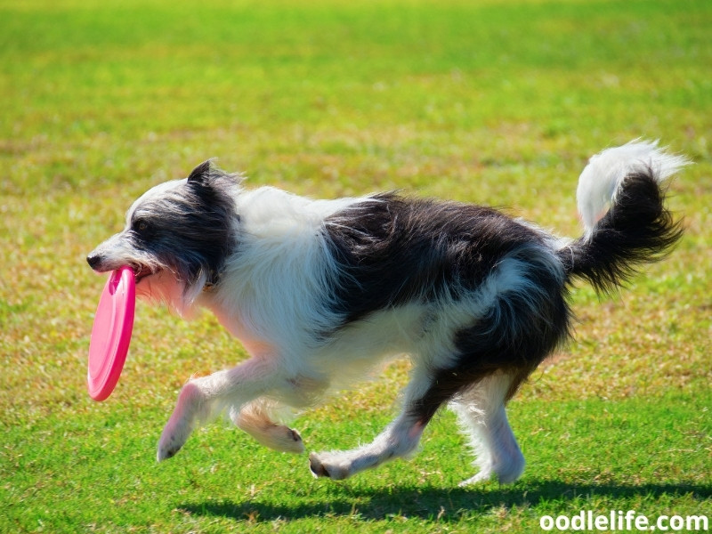 Bordoodle playing a frisbee