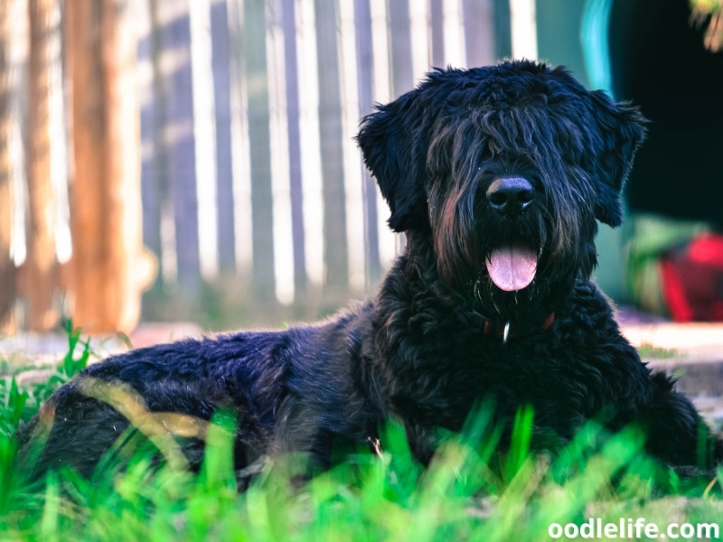 Bouvier Des Flandres sitting at the backyard