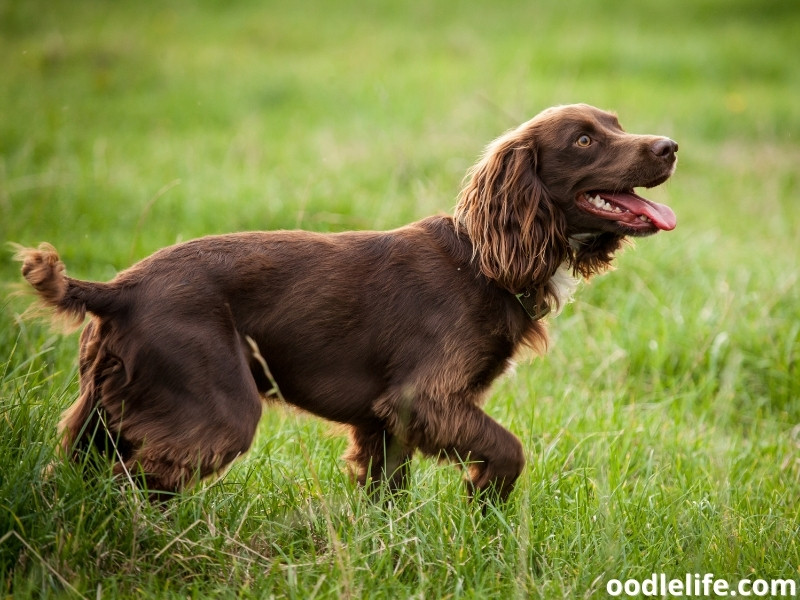 Boykin Spaniel walking in the field