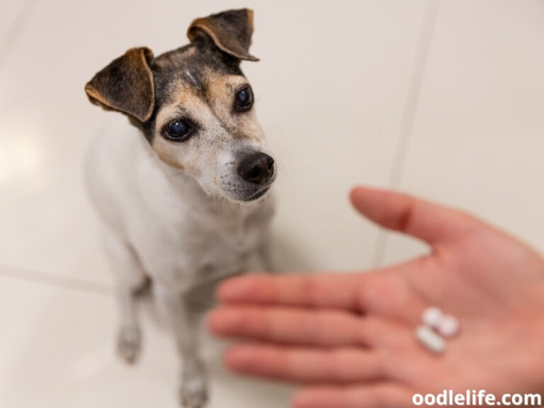 Why Does My Dog’s Pee Smell So Bad? OodleLife®