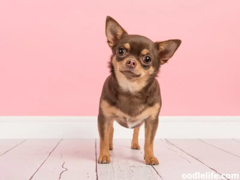 Brown Chihuahua