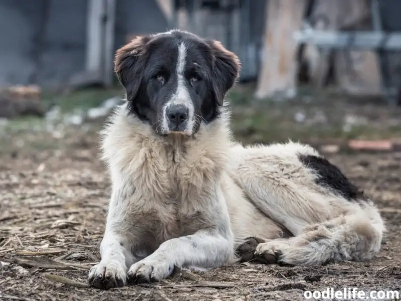 Bucovina Sheepdog