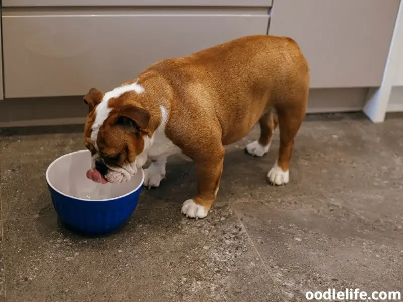 Bulldog drinks