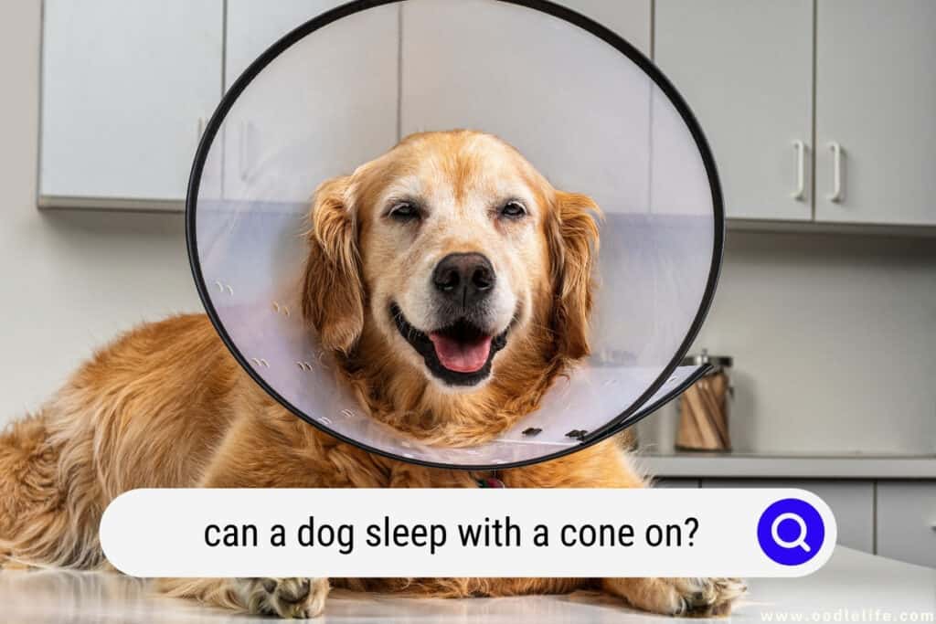 can a dog sleep with a cone on