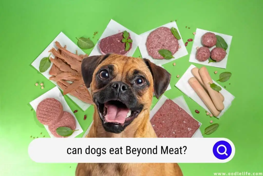 Can dogs deals eat liverwurst