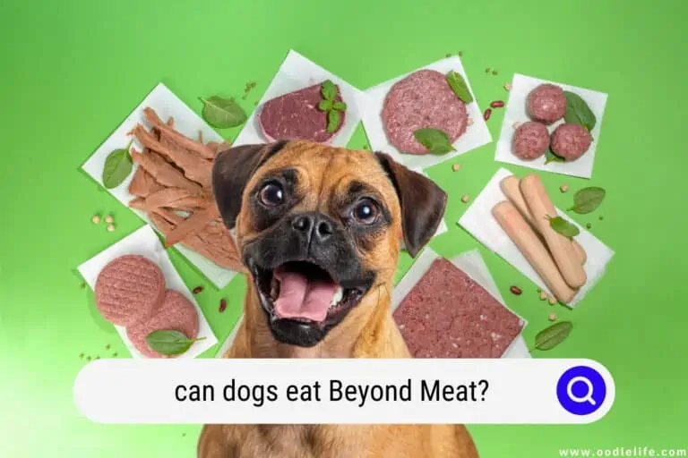 Can Dogs Eat Beyond Meat? [Safety Guide]