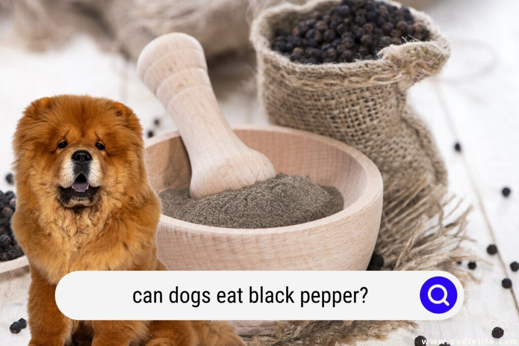 can dogs eat black pepper