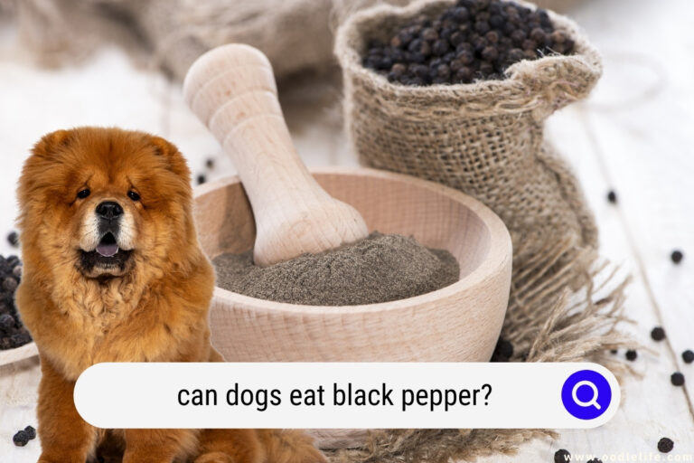 Can Dogs Eat Black Pepper? (Safety Warning)