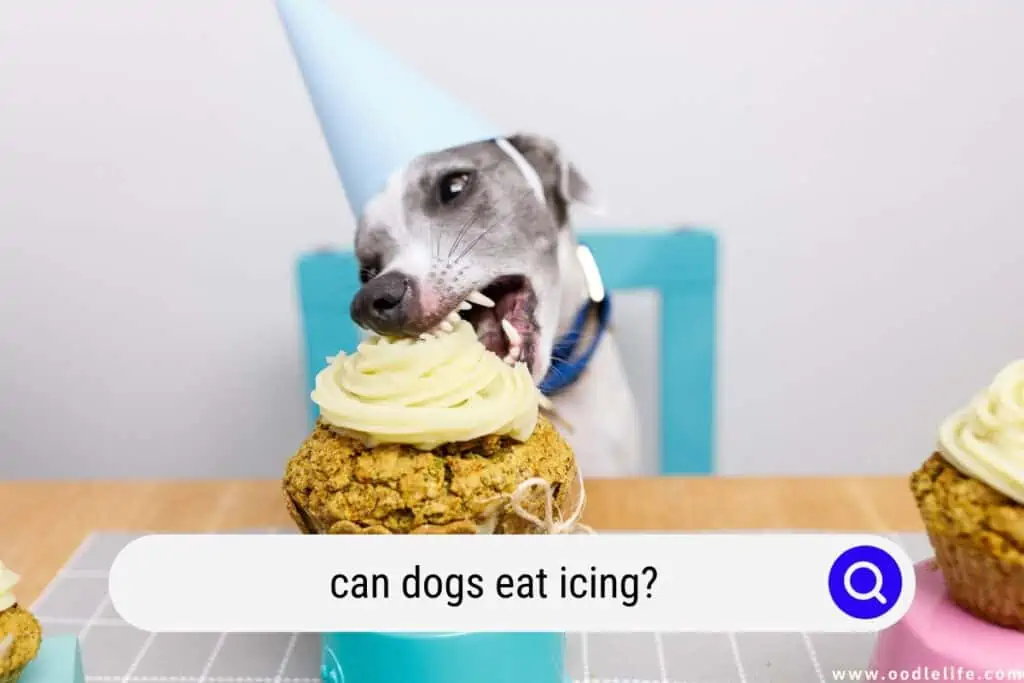 can dogs eat icing