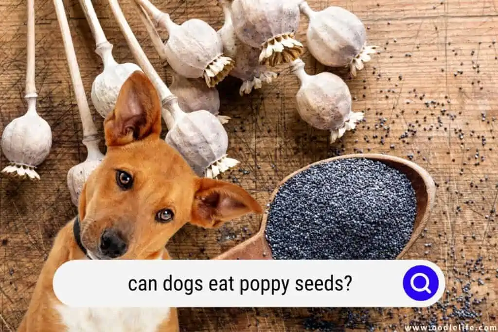 can dogs eat poppy seeds