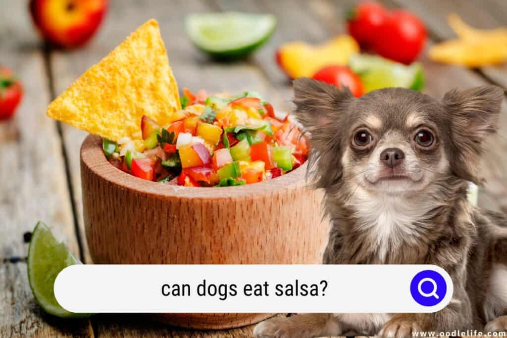 can dogs eat salsa