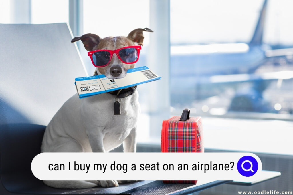 can I buy my dog a seat on an airplane