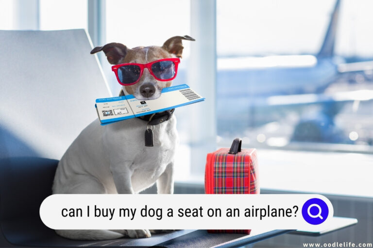 Can I Buy My Dog A Seat On An Airplane? [Yes!] Oodle Life