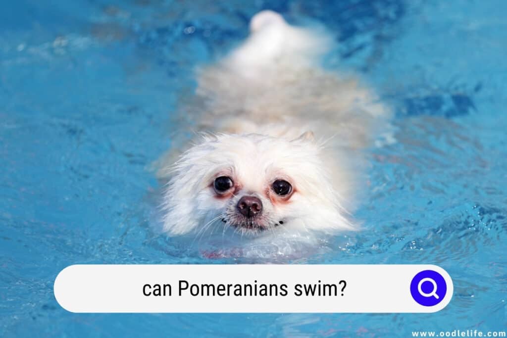 can Pomeranians swim