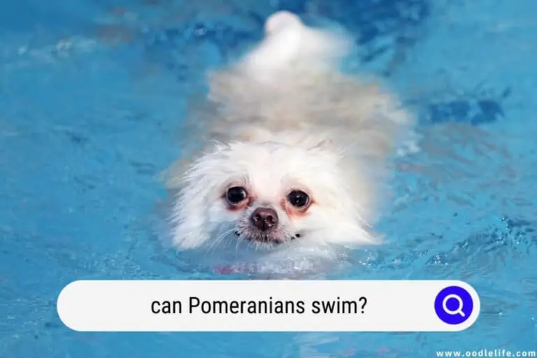 Can Pomeranians Swim? (Do Poms LIKE Swimming?)