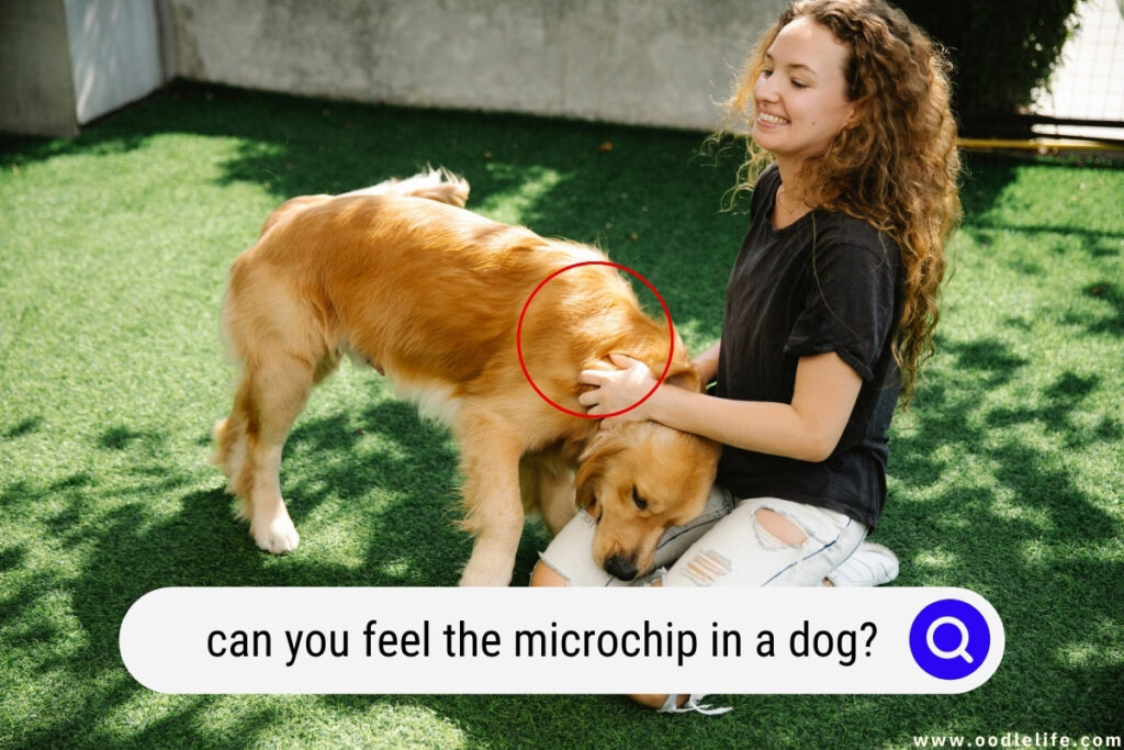 can you feel the microchip in a dog