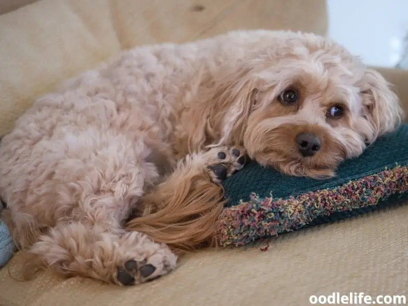 Cavapoo and pillow on couch