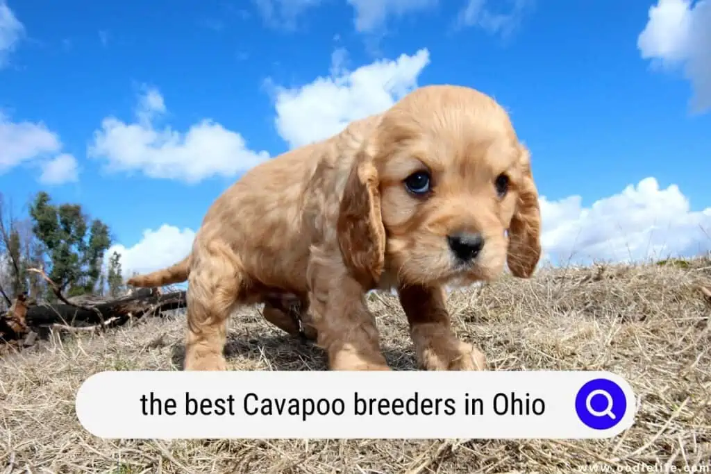 Cavapoo breeders in Ohio