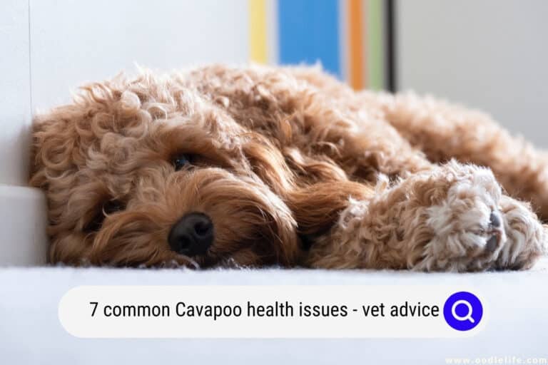 7 Common Cavapoo Health Issues – Advice! (2022)