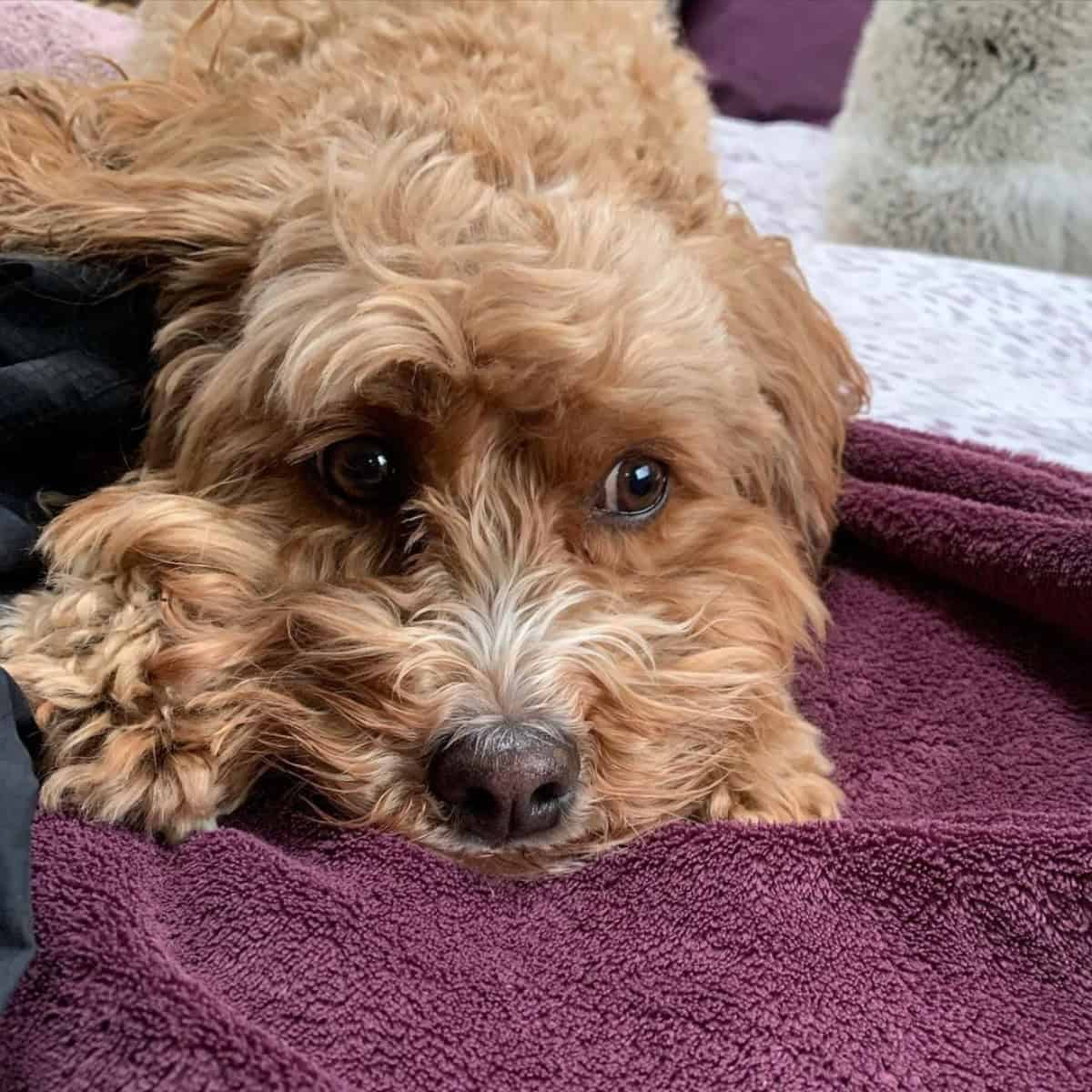 Cavapoo looks sad