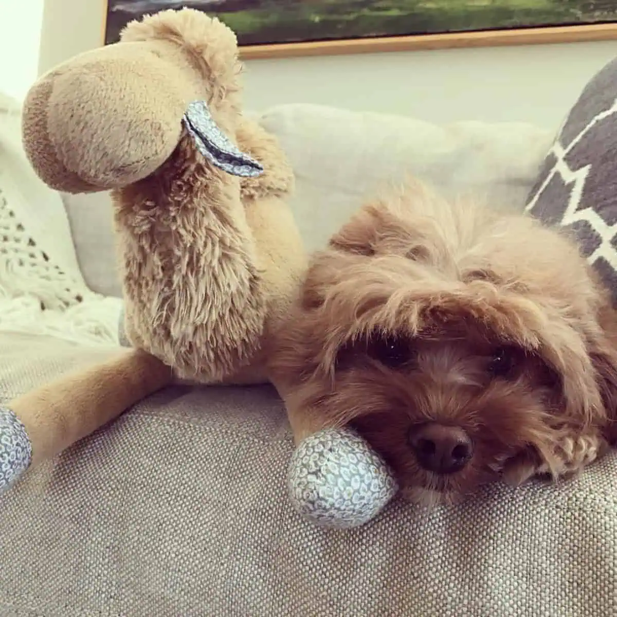Cavapoo lying on couch