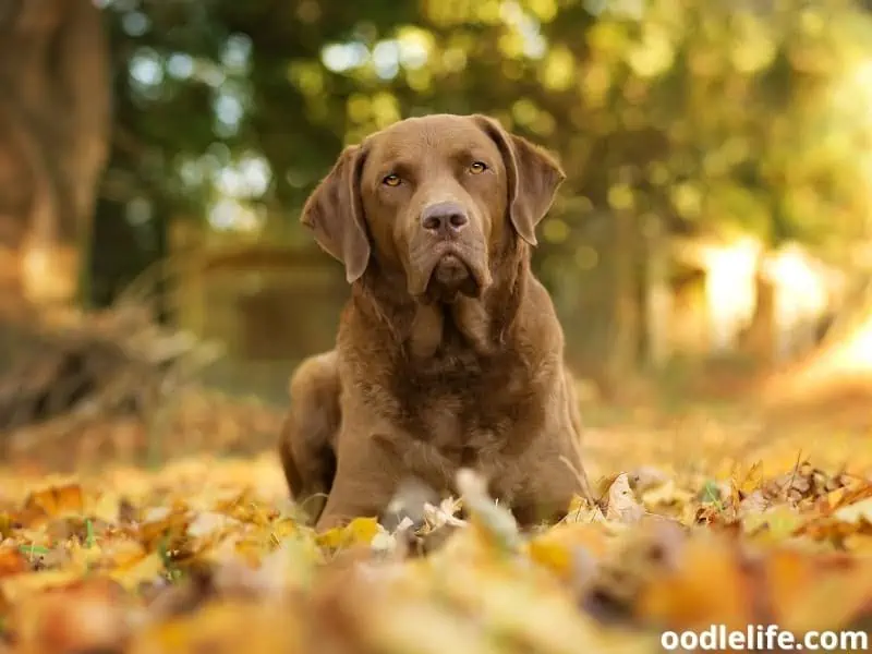 Chesapeake Bay Retriever