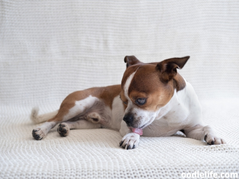 Chihuahua licks paw