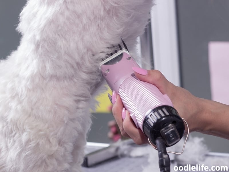 clipper for dogs