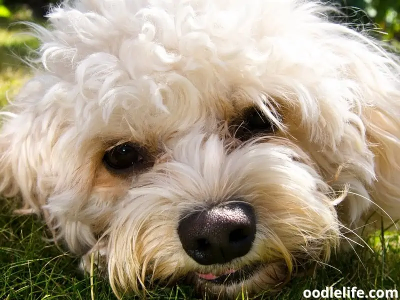 close up Cavapoo