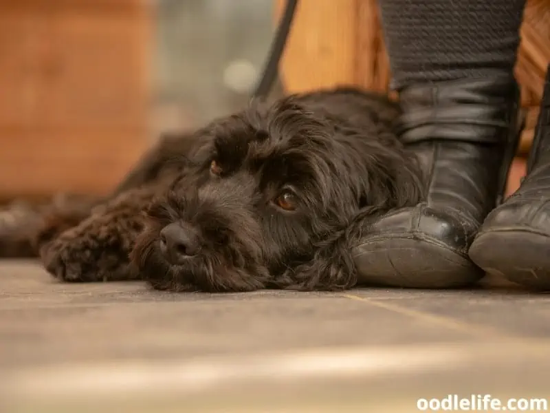 Cockapoo and owner