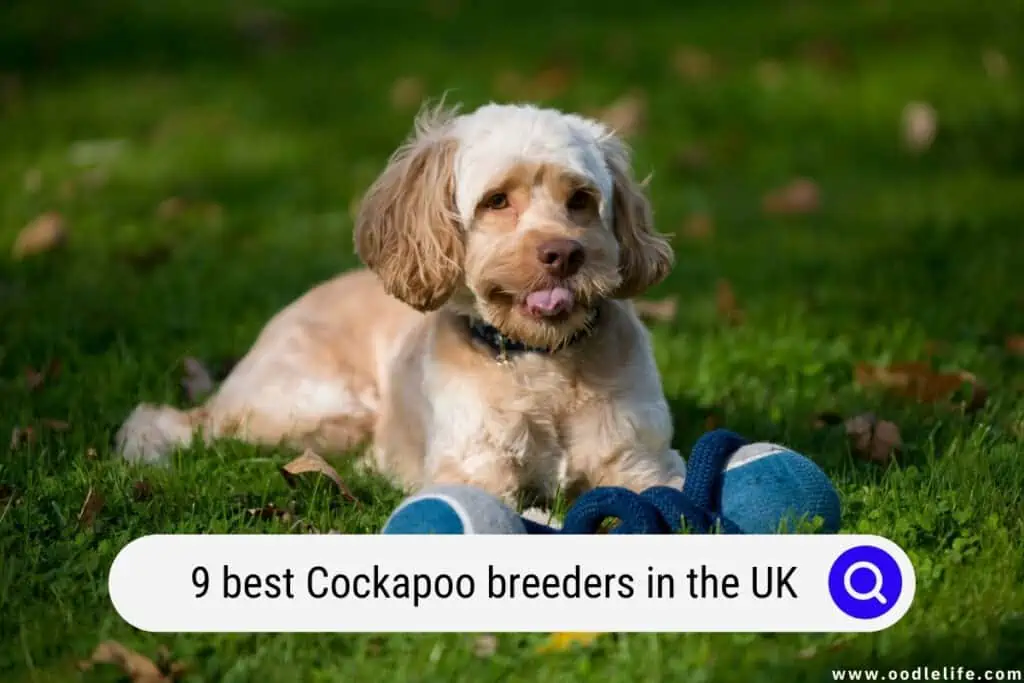 Cockapoo breeders in the UK
