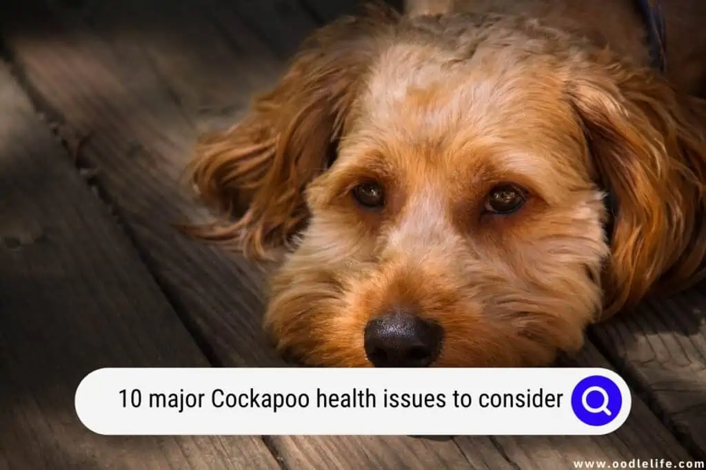 Cockapoo health issues to consider