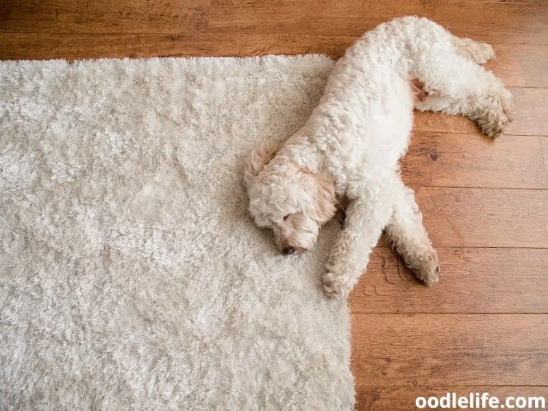 Cockapoo on the floor