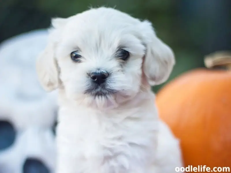 Cockapoo puppy on a Halloween