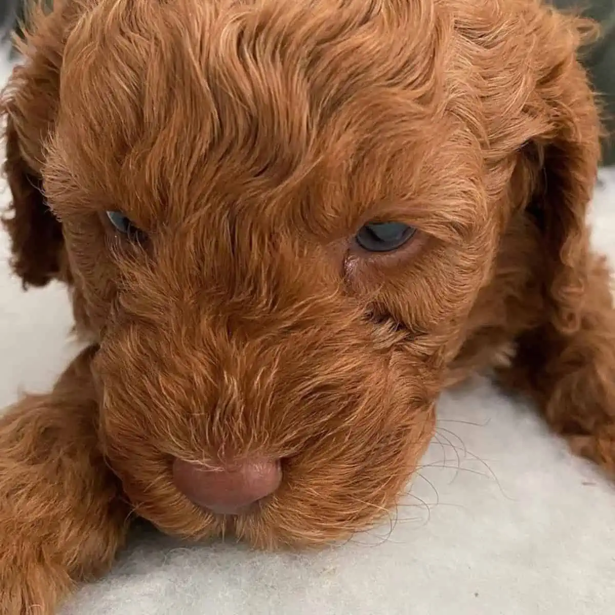 Cockapoo puppy sniffing the blanket