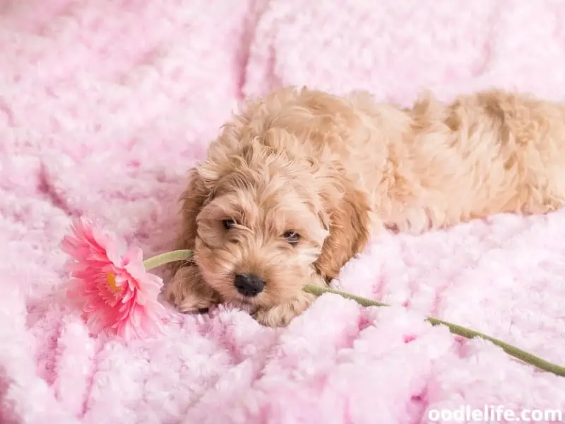 Cockapoo puppy