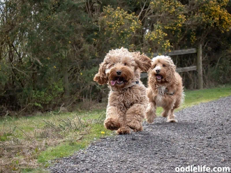 Cockapoos running