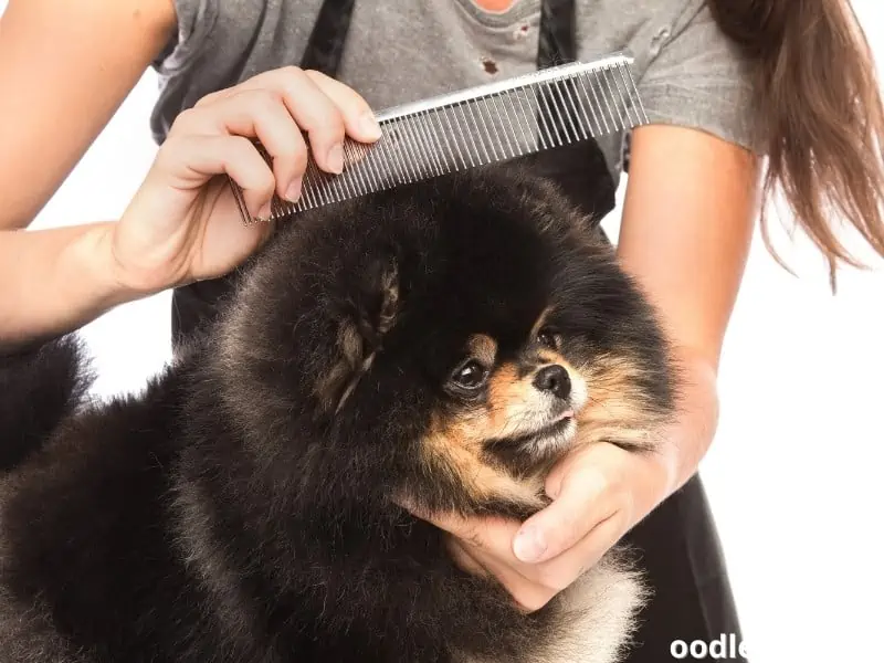 combing Pomeranian