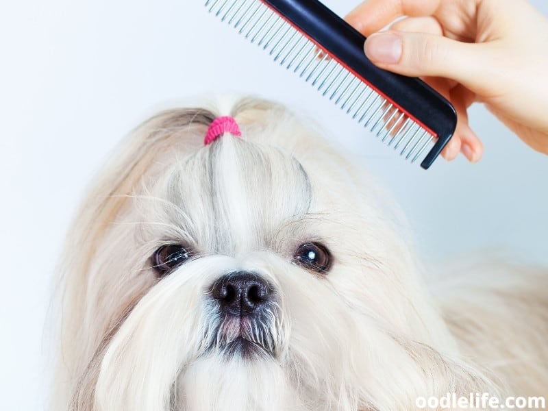 combing Shih Tzu's hair