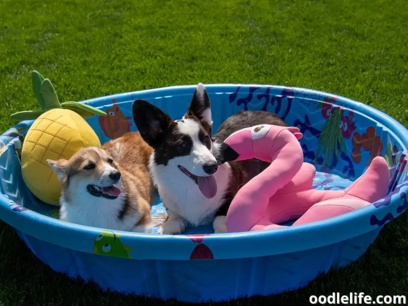 Corgi puppies in a pool
