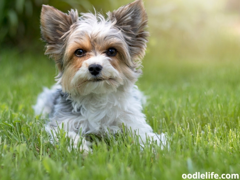 cute Biewer Terrier sits