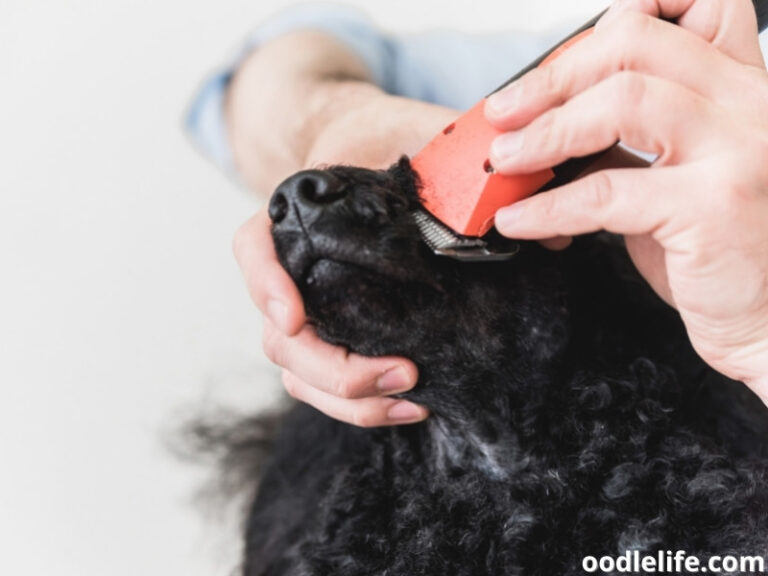 Do Dog Whiskers Grow Back? [DON'T DO THIS] Oodle Life