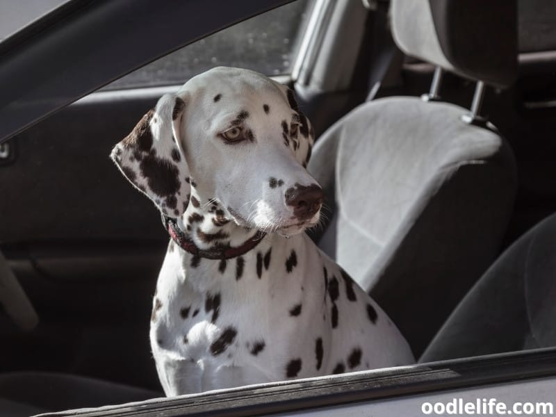 Dalmatian in the car