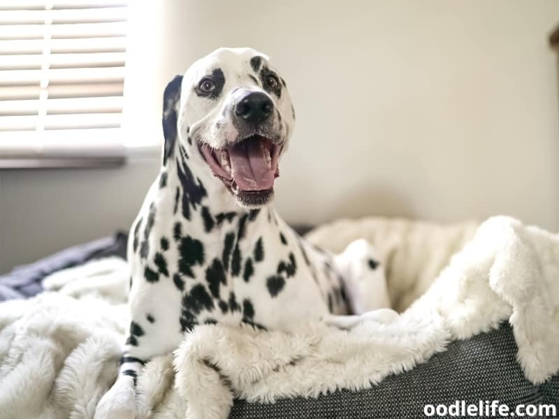 Dalmatian sits on bed